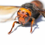 Ant Armies Defeated by Breakfast Staples Close-up of a hornet showcasing its detailed features