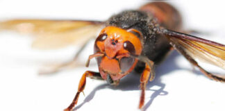 Close-up of a hornet showcasing its detailed features