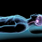 Pancreatic Fat’s Shocking Link to Dementia Illustration of a human figure with a highlighted brain