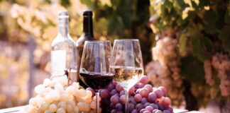 Two glasses of wine beside fresh grapes in a vineyard