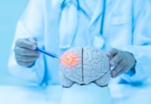 Doctor examining a model of a brain with a pen