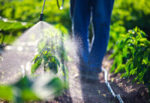 Banned Pesticide Tied To Alzheimer’s Surge A farmer spraying pesticide on green plants in a field