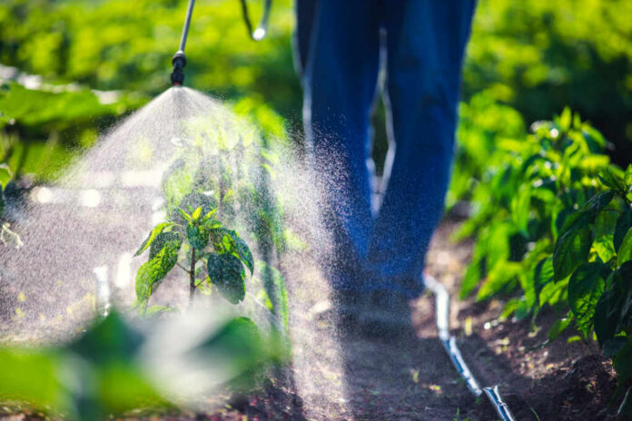 shutterstock1768278008jpg A farmer spraying pesticide on green plants in a field