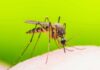 Mosquito feeding on human skin