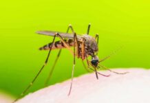 Monthly Pill Makes Mosquitoes Drop Dead Mosquito feeding on human skin
