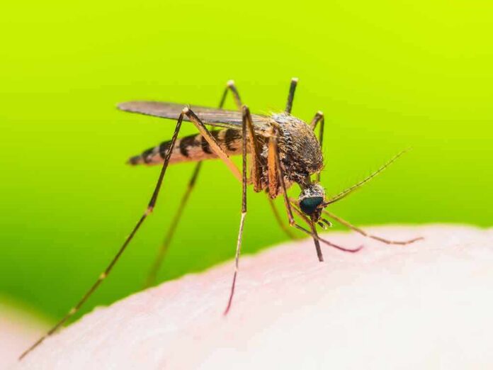 shutterstock_1038408295 Mosquito feeding on human skin