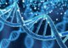 Scientists Double Lifespan Heritability DNA double helix with glowing particles