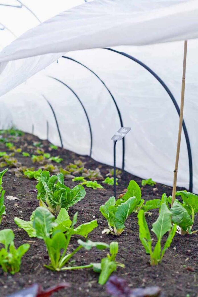 shutterstock_1579975171 Seedlings growing under a plastic tunnel in a garden bed